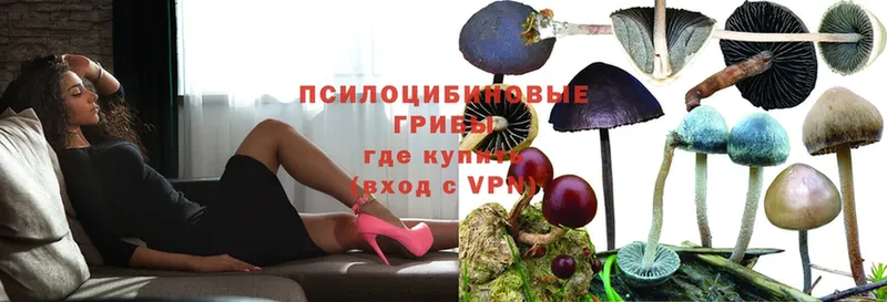 Псилоцибиновые грибы Psilocybe Очёр